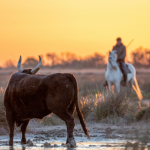 Fête des Gardians en Camargue